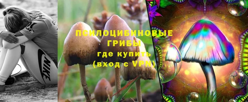 что такое   Зубцов  Псилоцибиновые грибы Magic Shrooms 